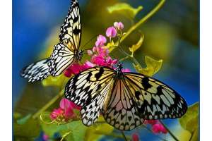 GIÁO ÁN KHÁM PHÁ KHOA HỌC - Đề tài: Vòng đời phát triển của con bướm