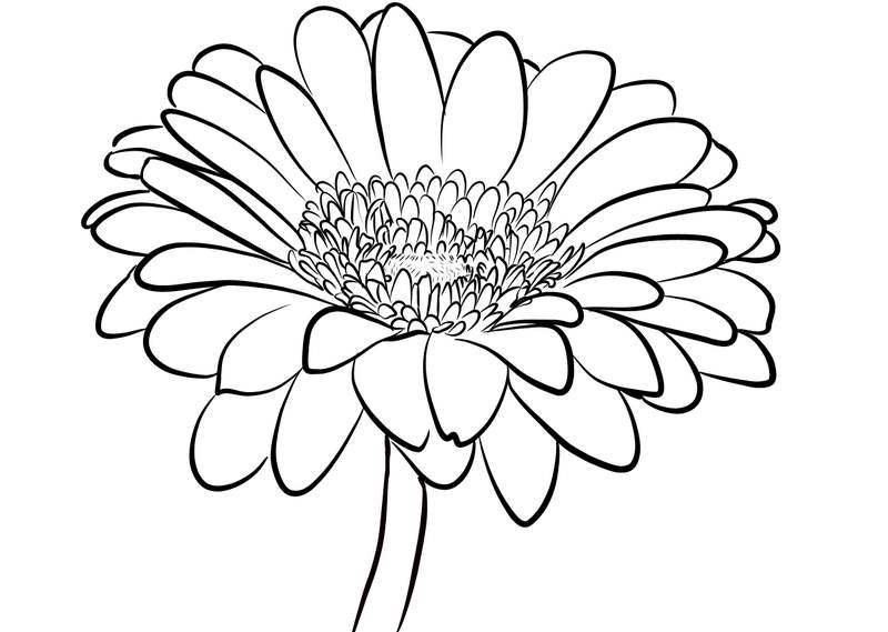 Vẽ hoa cúc đơn giản- Cách vẽ hoa cúc - Drawing a Daisy - YouTube